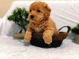 A Kalite Maltipoo Yavrularımız