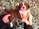 Orijinal Safkan Border Collie Yavruları