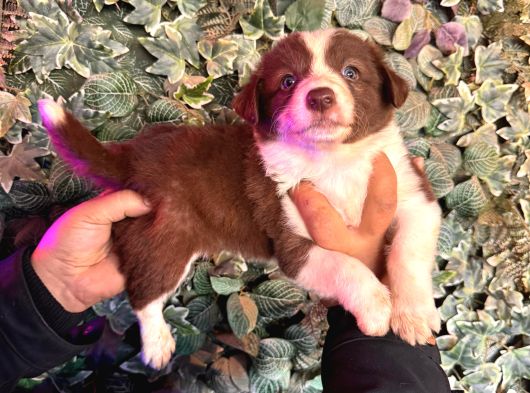 Orijinal Safkan Border Collie Yavruları görsel