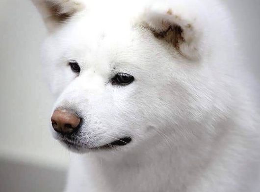 Japon Aki̇ta Inu Yavrulari̇ İstanbul