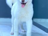 Japon Aki̇ta Inu Yavrulari̇ İstanbul