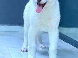 Japon Aki̇ta Inu Yavrulari̇ İstanbul