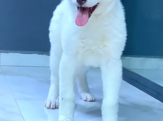 Japon Aki̇ta Inu Yavrulari̇ İstanbul görsel