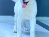 Japon Aki̇ta Inu Yavrulari̇ İstanbul
