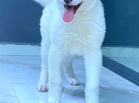 Japon Aki̇ta Inu Yavrulari̇ İstanbul görsel