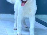 Japon Aki̇ta Inu Yavrulari̇ İstanbul