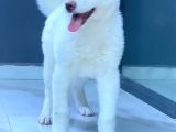 Japon Aki̇ta Inu Yavrulari̇ İstanbul