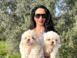 Maltese Yavrularım Sağlık Ve Irk Garantilid