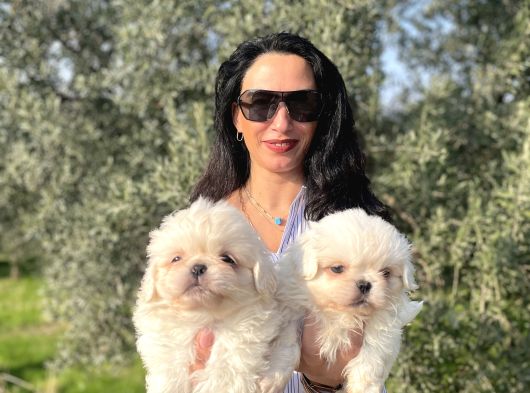 Maltese Yavrularım Sağlık Ve Irk Garantilid görsel