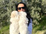 Maltese Yavrularım Sağlık Ve Irk Garantilid