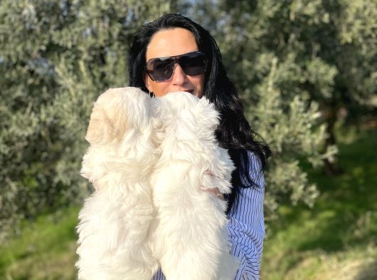Maltese Yavrularım Sağlık Ve Irk Garantilid görsel