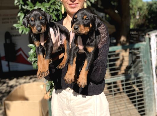 Doberman Yavrularım Sağlık Ve Irk Garantilidir görsel