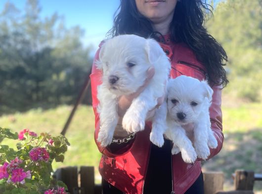Maltese Yavrularım Sağlık Ve Irk Garantilidr görsel