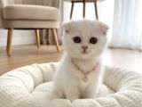 KARBEYAZI DİŞİ PAMUK SCOTİSH BEBEK