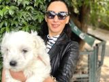 Maltese Yavrularım Sağlık Ve Irk Garantilidir