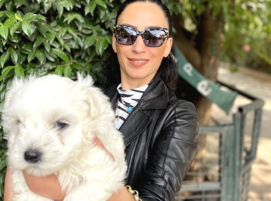 Maltese Yavrularım Sağlık Ve Irk Garantilidir görsel