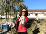 Maltese Yavrularım Sağlık Ve Irk Garantilid
