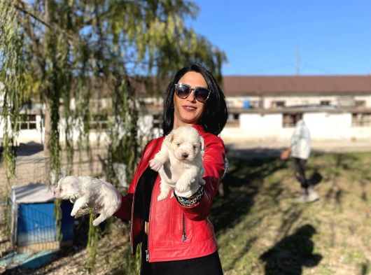 Maltese Yavrularım Sağlık Ve Irk Garantilid görsel