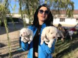 Maltese Yavrularım Sağlık Ve Irk Garantili