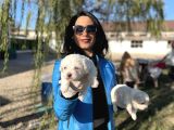 Maltese Yavrularım Sağlık Ve Irk Garantili