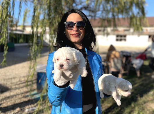 Maltese Yavrularım Sağlık Ve Irk Garantili görsel
