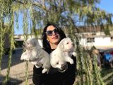 Maltese Yavrularım Sağlık Ve Irk Garantilid