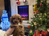 Özel Toy Poodle yavrumuz yeni ailesini arıyor  Veteriner