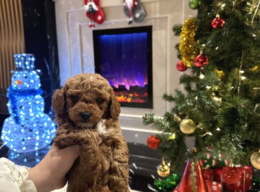 Özel Toy Poodle Yavrumuz Yeni Ailesini Arıyor  Veteriner