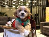 Partycolor Maltipoo rio