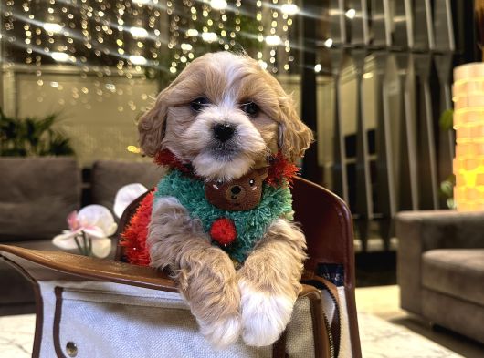 Partycolor Maltipoo Rio