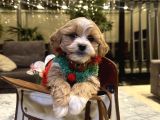 Partycolor Maltipoo Rio