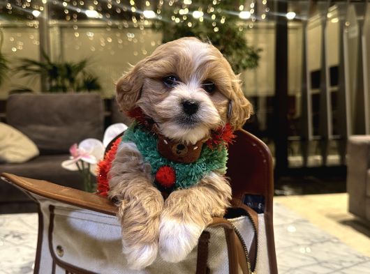 Partycolor Maltipoo Rio görsel