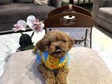 Micro Core Maltipoo Yavru Satışı  Veteriner Kontrollü