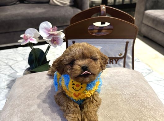 Micro Core Maltipoo Yavru Satışı  Veteriner Kontrollü görsel