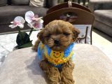 Micro Core Maltipoo Yavru Satışı  Veteriner Kontrollü