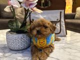 Micro Core Maltipoo Yavru Satışı  Veteriner Kontrollü