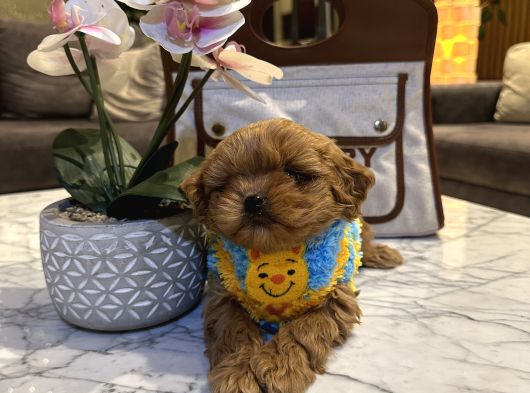 Micro Core Maltipoo Yavru Satışı  Veteriner Kontrollü görsel