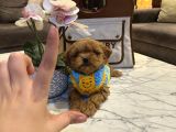 Micro Core Maltipoo Yavru Satışı  Veteriner Kontrollü