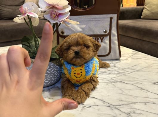 Micro Core Maltipoo Yavru Satışı  Veteriner Kontrollü görsel