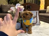 Micro Core Maltipoo Yavru Satışı  Veteriner Kontrollü