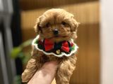 Micro Core Maltipoo Satılık  Büyümez Veteriner Kontrollü Y