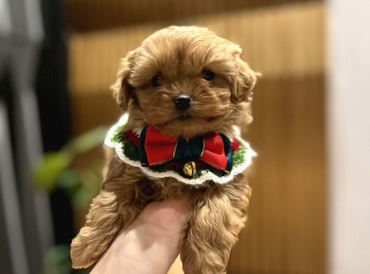 Micro Core Maltipoo Satılık  Büyümez Veteriner Kontrollü Y