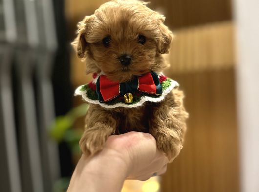 Micro Core Maltipoo Satılık  Büyümez Veteriner Kontrollü Y görsel