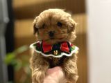Micro Core Maltipoo Satılık  Büyümez Veteriner Kontrollü Y