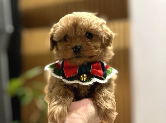 Micro Core Maltipoo Satılık  Büyümez Veteriner Kontrollü Y görsel