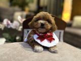 Micro Core Maltipoo Satışı  Minik Irk