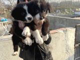 Border colie Yavrularım sağlık ve ırk garantilidir