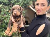 Doberman Yavrularım sağlık ve ırk garantilidir