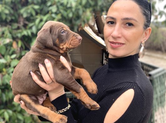 Doberman Yavrularım Sağlık Ve Irk Garantilidir görsel