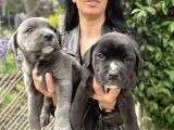 Cane corso yavrularım sağlık ve ırk garantilid